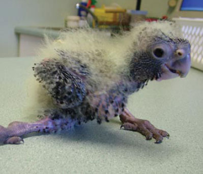 Red-tailed Black Cockatoo Chick
