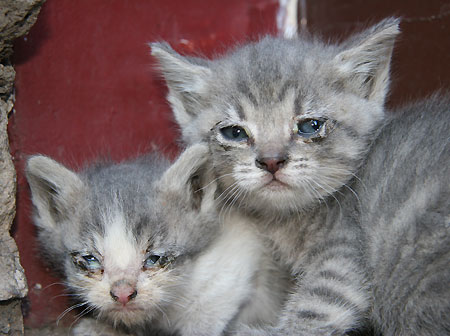 Kittens suffering from an infectious disease