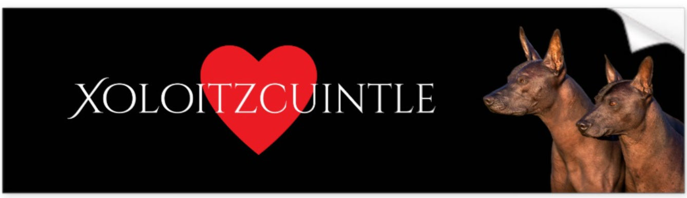 Xoloitzcuintle Bumper Sticker