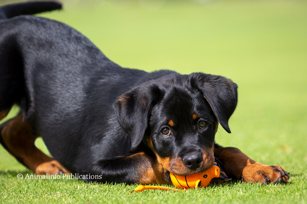 Rottweiler puppy playing