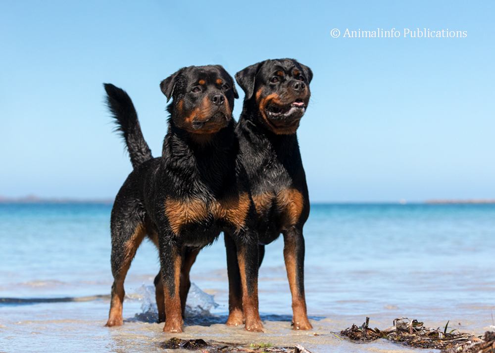 Rottweiler pair at the beach