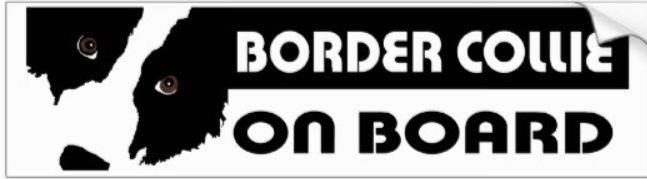Border Collie on Board Bumper Sticker