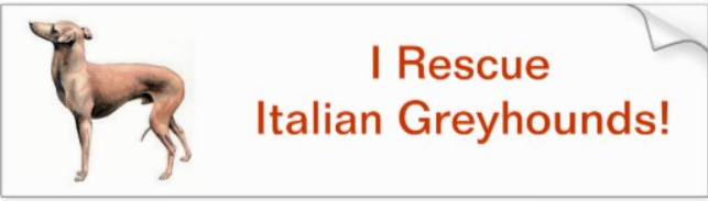Italian-greyhound rescue bumper sticker