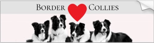 Border Collie Love bumper sticker