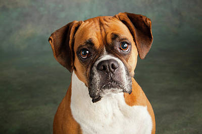 Boxer Dogs: Living With a Boxer