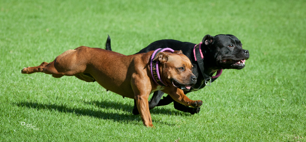 Staffordshire Bull Terriers Lure coursing