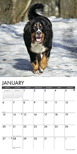 Bernese mountain dog calendar