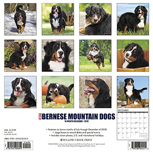 bernese mountain dog calendar