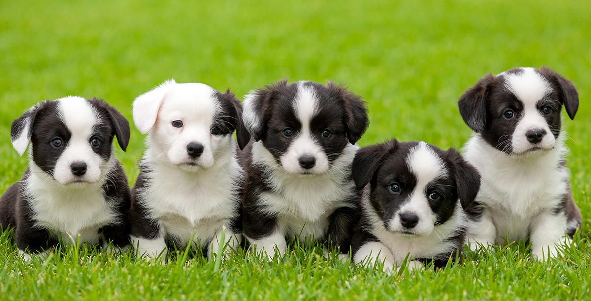 Cardigan Corgi puppies at six weeks