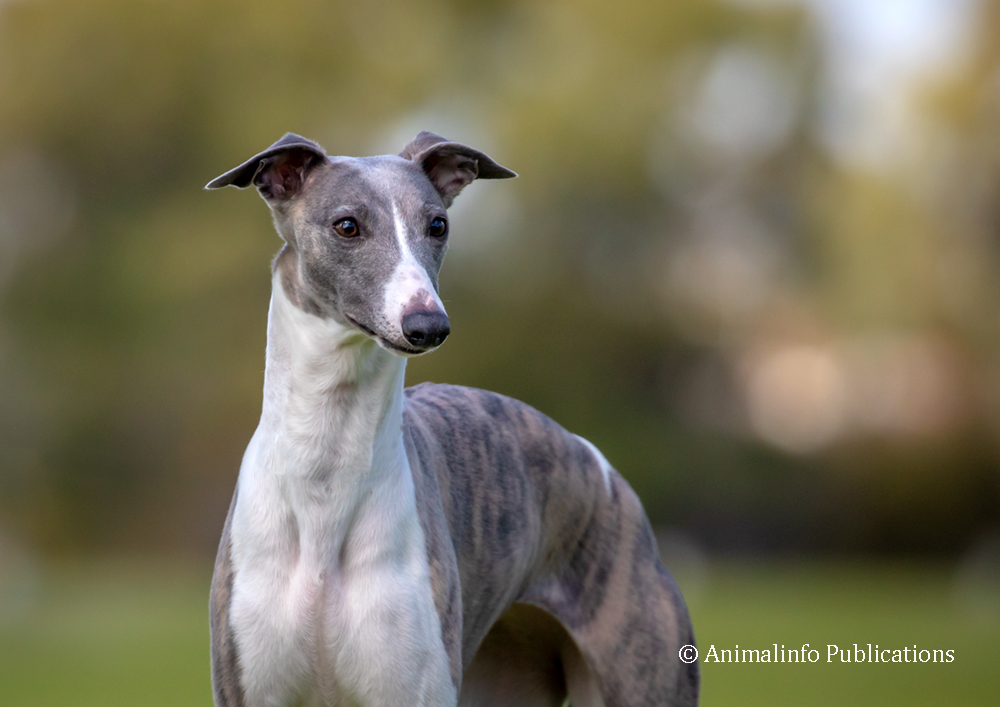 Beautiful whippet looking towards the camera