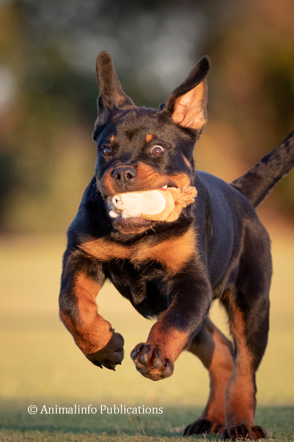 Rottweiler puppy running with a toy