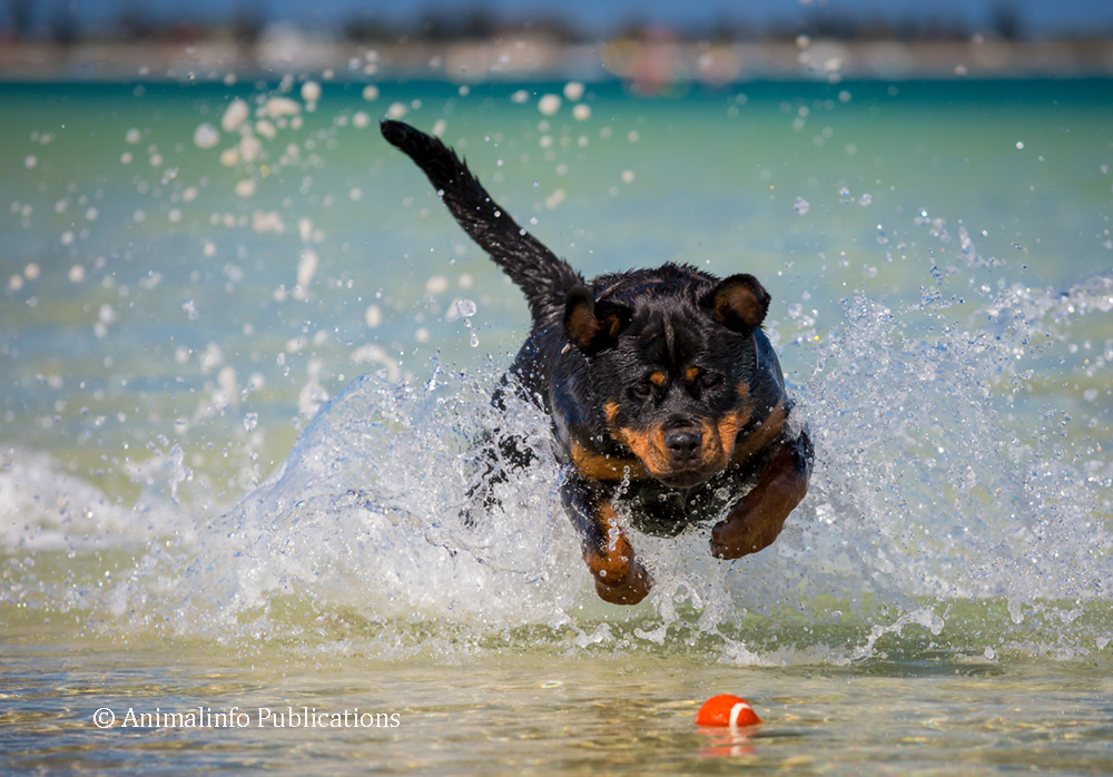 Rottweiler bounding through the water after a ball