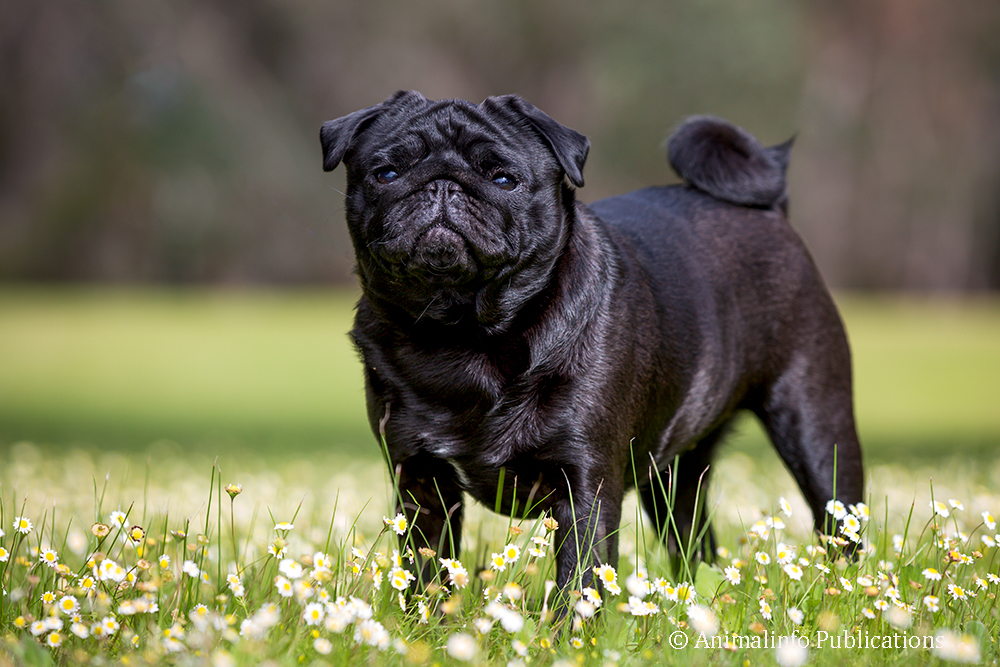 Black Pug standing in flowers