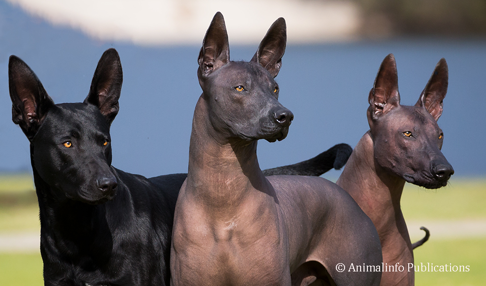 A coated and two hairless Xoloitzcuintle