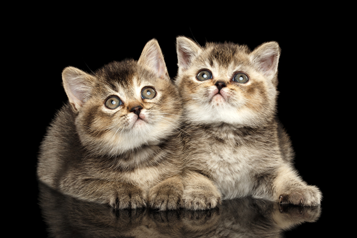 Two Scottish straight kittens