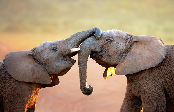 Elephants touching each other by Johan Swanepoel