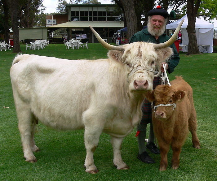 Highland Cow Snowflake of Curriepark and her calf with Jim Currie