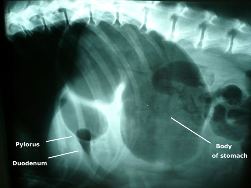 X-ray of Bloat (GDV) in a German Shepherd Dog