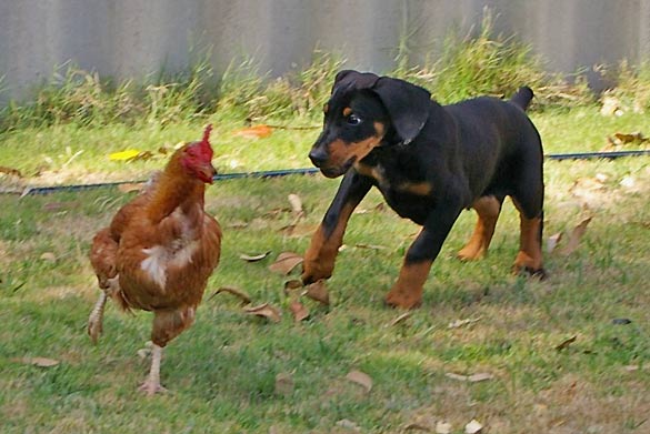 Dobermann puppy chasing a chicken