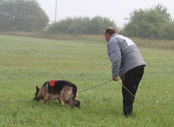 Tracking Phase of Schutzhund 