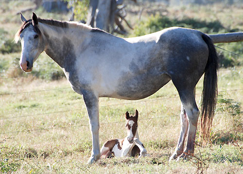 Rescued part Arab brumby mare and newborn foal.