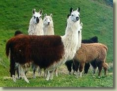 Llama Herd